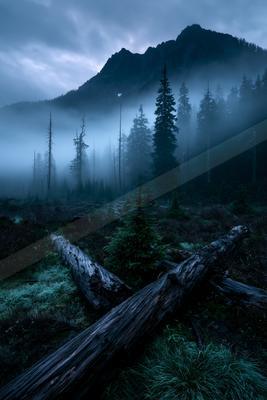 A moody, foggy landscape featuring tall evergreen trees, fallen weathered logs in the foreground, and a dark mountain peak rising into a cloudy sky.