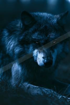 A moody wildlife photo of bear.