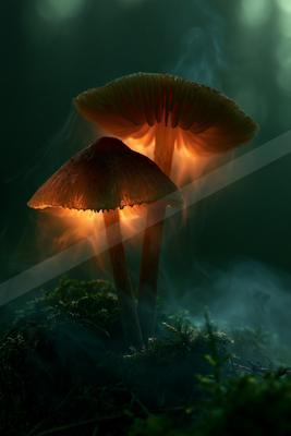 A moody nature scene of forest.