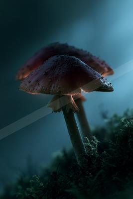 A striking red mushroom with a textured cap stands out against a misty forest backdrop.