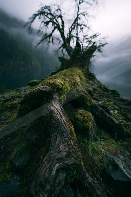 A moody nature scene of trees, forest.