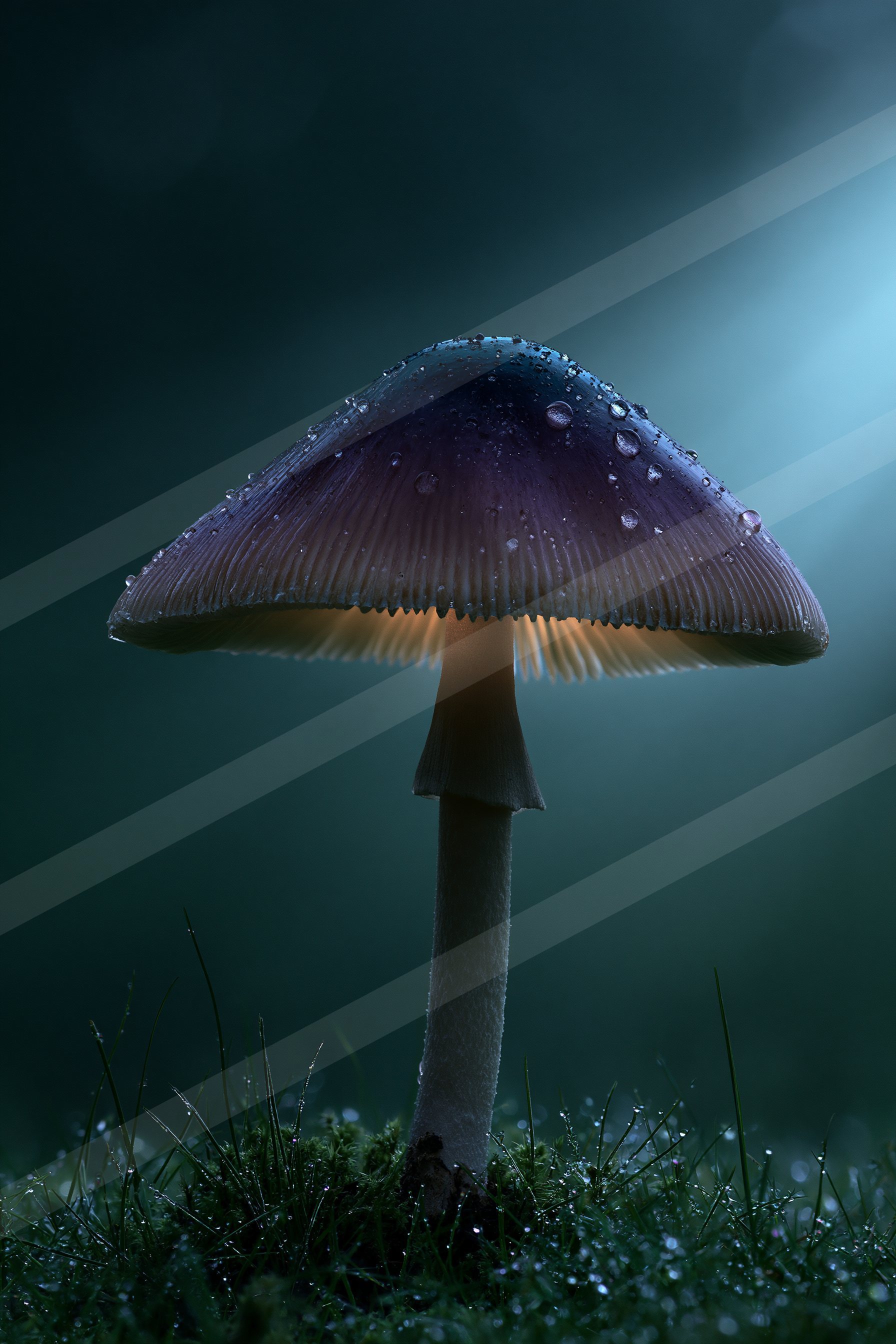 A striking mushroom illuminated by soft light against a dark forest backdrop.