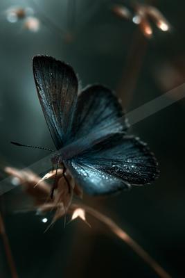 A dramatic macro wildlife photo of butterfly, reflection.