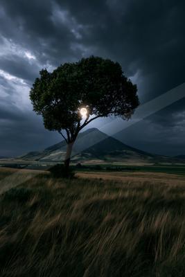A night nature scene of trees.