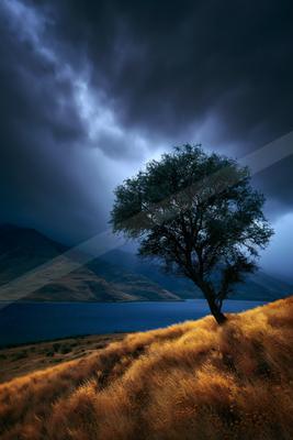 A serene nature scene of trees, storm.