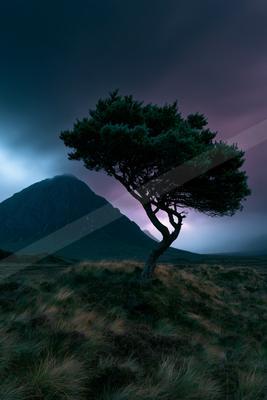 A solitary, windswept tree stands on a grassy moor with purple heather under a dark, stormy sky with a large mountain in the background.