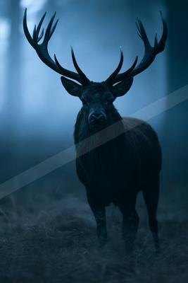 A night wildlife photo of wildlife.