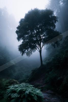 A solitary tall tree stands on a mossy hill surrounded by dense fog in a lush green forest, with ferns in the foreground.