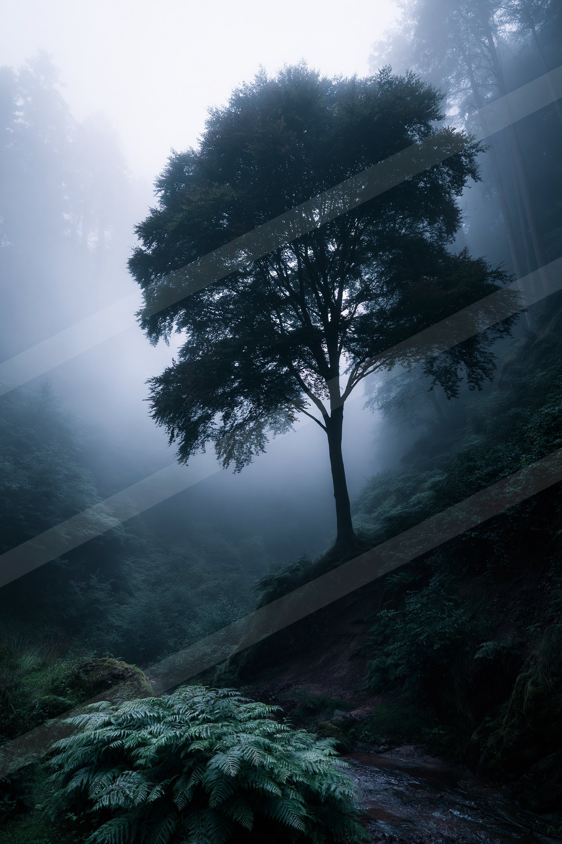 A mysterious high contrast nature scene of an oak tree, fog.