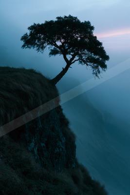 A solitary tree silhouetted against a foggy sky stands on the edge of a steep, grassy cliff, with layers of mist filling the valley below during twilight.