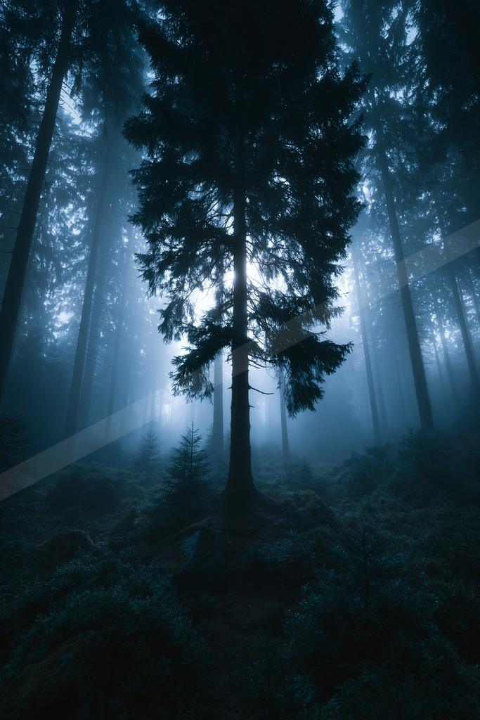 A night nature scene of forest, trees, fog.