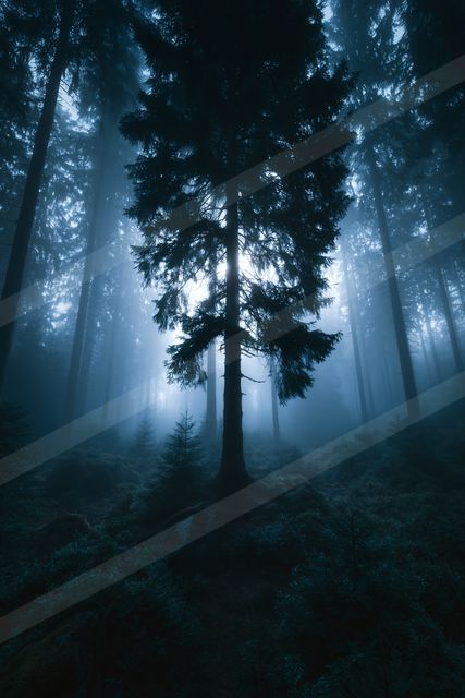 A mysterious high contrast nature scene of a forest, fog.