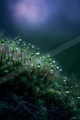 A serene macro nature scene of plants.