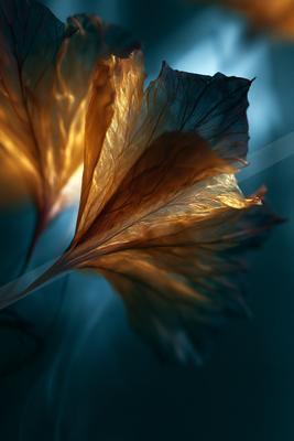 A golden hour wildlife photo of bird, flowers.