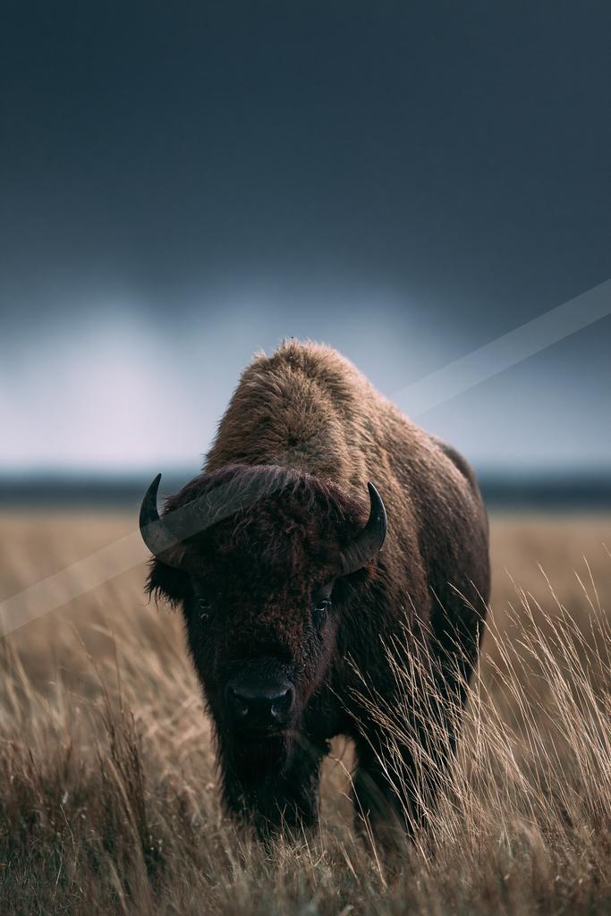 A bright wildlife photo of wildlife.