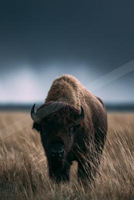 A bright wildlife photo of wildlife.
