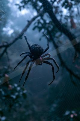 A large dark spider with hairy legs is centered in an intricate spiderweb, set against a blurred misty forest background with cool blue tones.