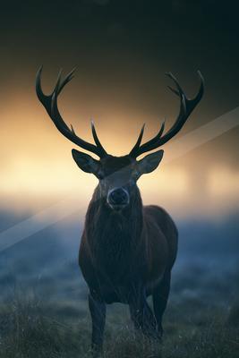 A bright wildlife photo of wildlife.