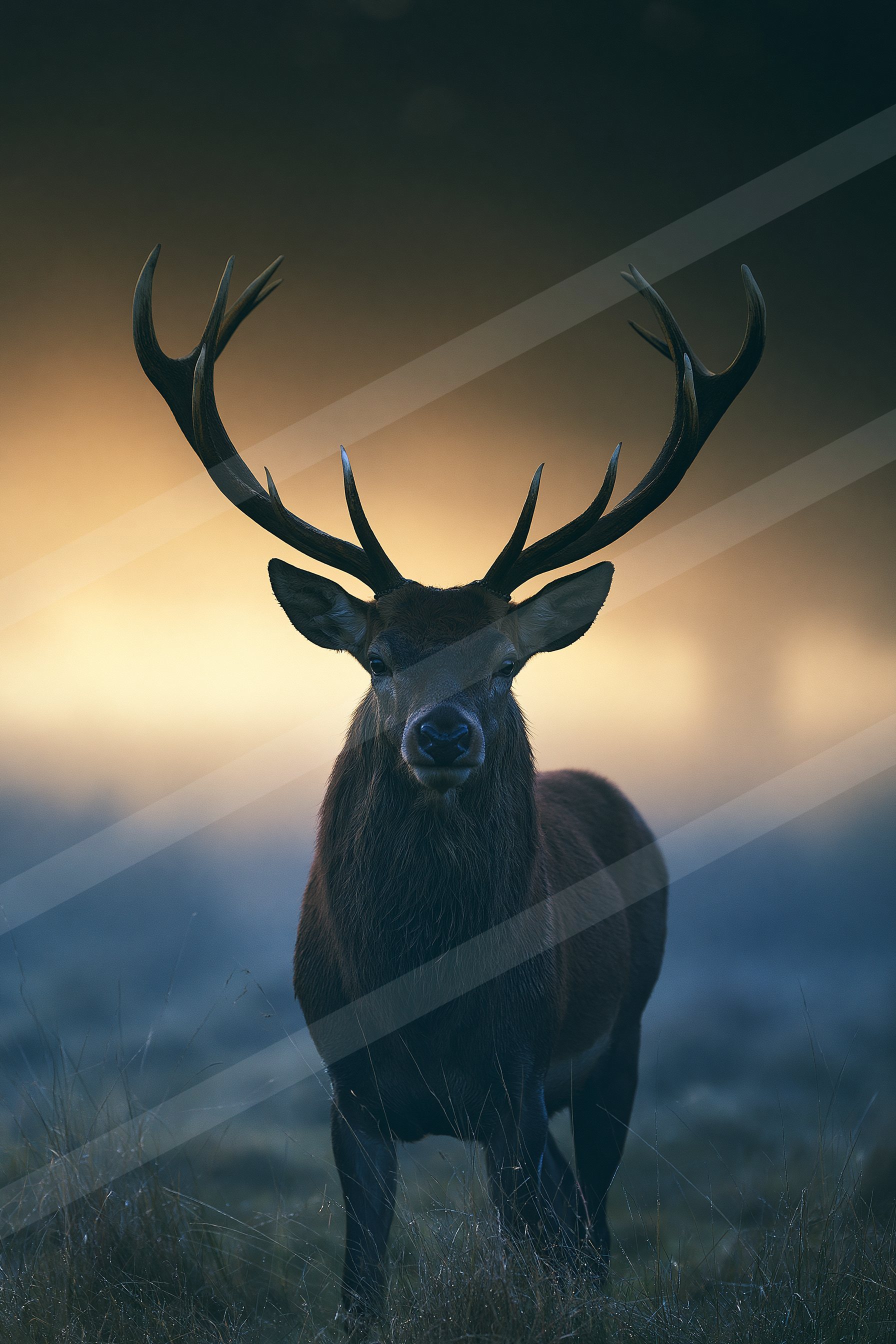 Gazelle.