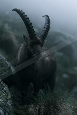 A black-toned moody photograph of ibex, bighorn, gazelle.