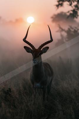 A large antelope with impressive spiral horns stands in tall grass, facing the camera as the sun rises behind it in a foggy, atmospheric landscape.