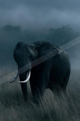A large African elephant with prominent tusks stands in tall dry grass, surrounded by thick fog and silhouetted trees in the background.