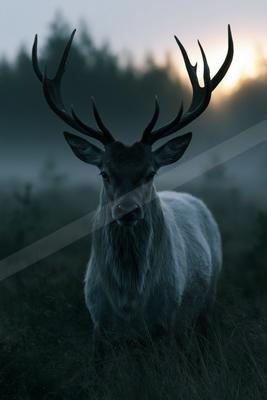 A large male deer with impressive antlers stands in tall grass facing the camera, with a misty forest and rising sun in the background.