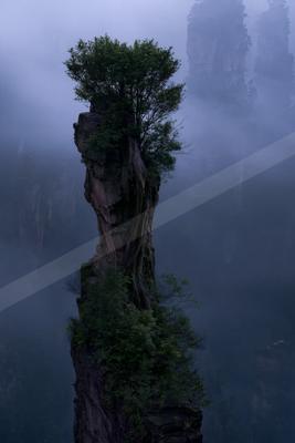 A moody nature scene of trees, forest.