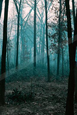 A mysterious high contrast nature scene of a forest, fog.