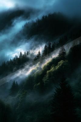 A serene forest scene shrouded in mist during twilight, with dense evergreen trees and a mysterious atmosphere.