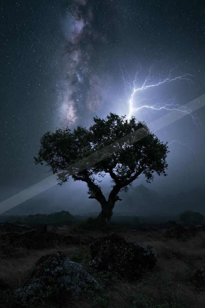 A night nature scene of trees, storm, starry sky.