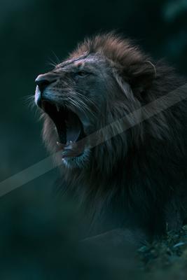 A moody wildlife photo of wildlife.
