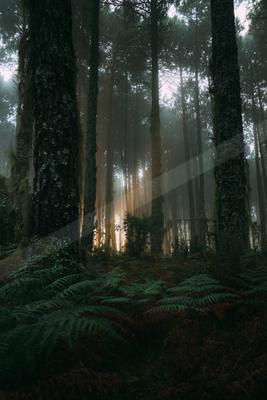 A black-and-white night nature scene of forest, fog.