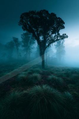 A night nature scene of trees, forest, fog.