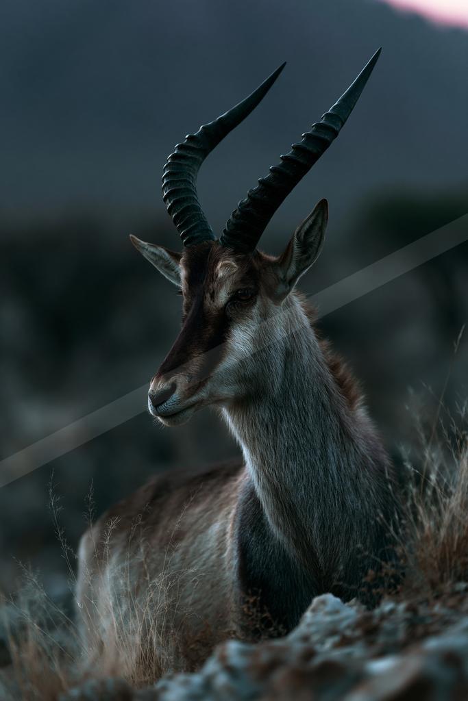 A male antelope with large, ridged, curved horns lies in dry grass and rocks, looking to the left with a mountainous background at dusk.