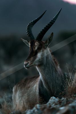 A male antelope with large, ridged, curved horns lies in dry grass and rocks, looking to the left with a mountainous background at dusk.