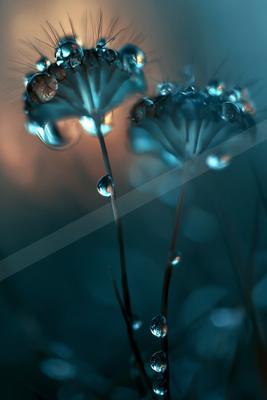 A blue hour macro nature scene of flowers.