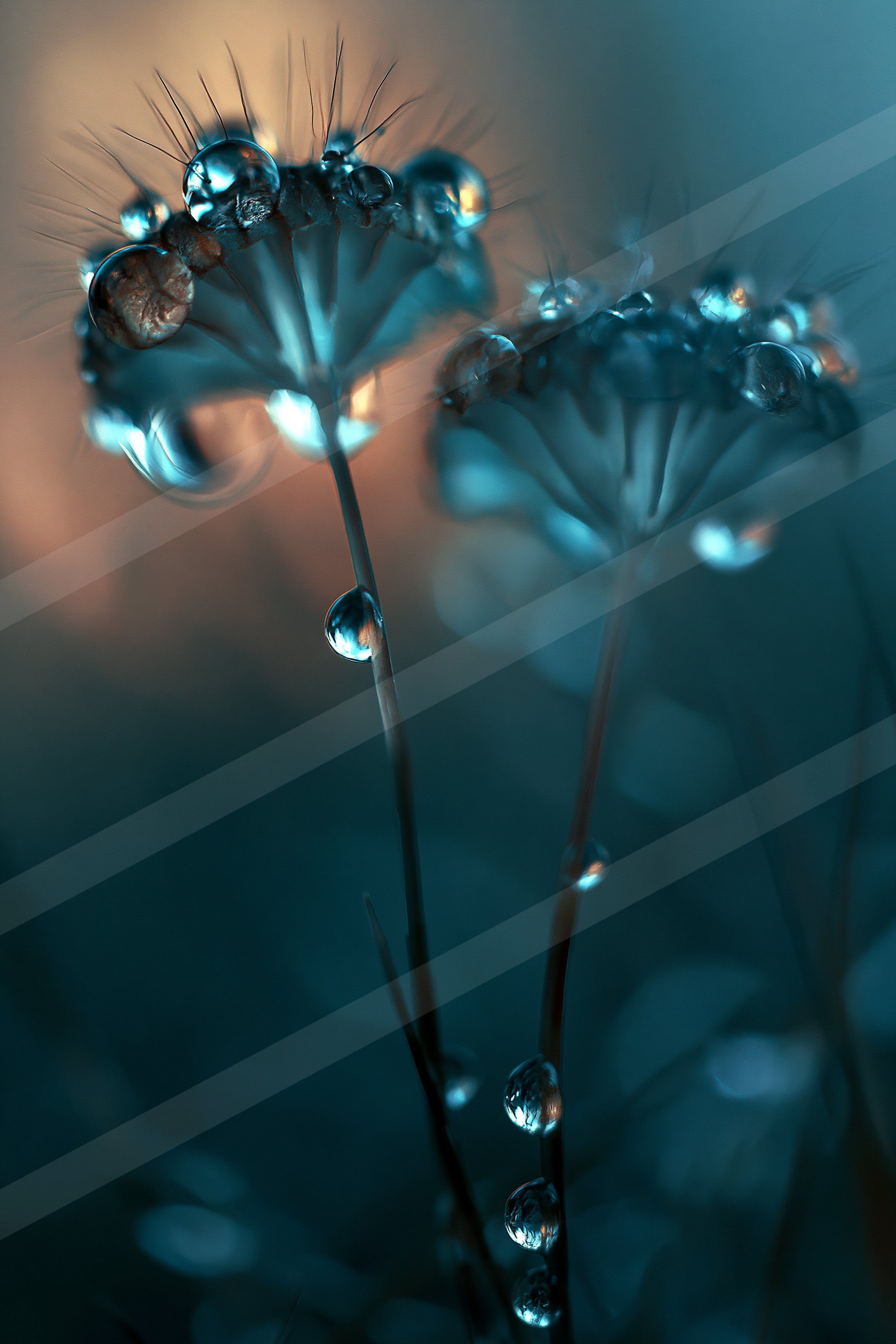 An ethereal macro nature scene of a flowers, water drops.