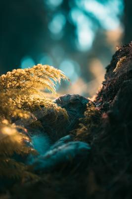 A golden hour bokeh water scene of river, waterfall, forest.