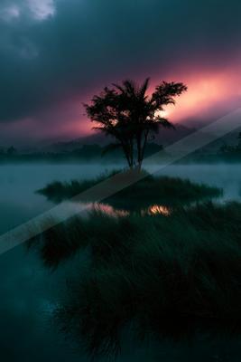 A lone tree stands silhouetted on a small grassy island surrounded by thick fog and calm water, with a vibrant pink and purple sky at sunrise or sunset.
