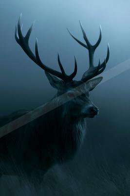 A moody wildlife photo of wildlife.