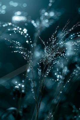 A moody nature scene of flowers.