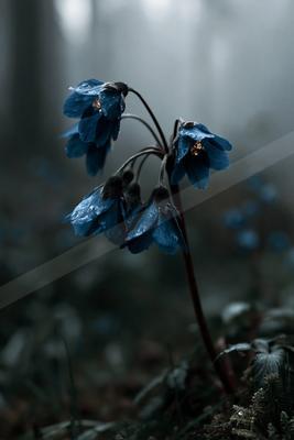 A dramatic nature scene of flowers.