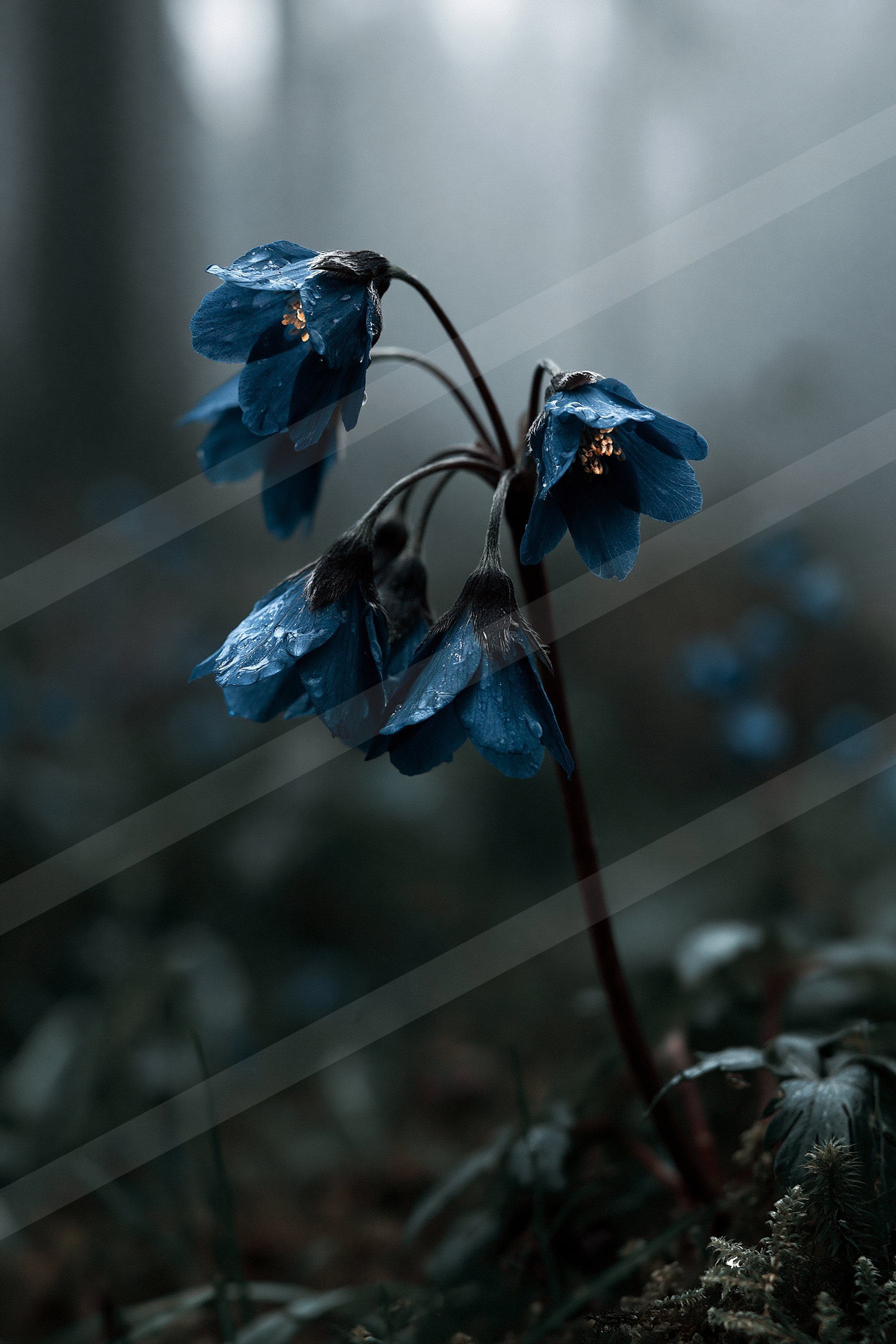 A cluster of striking blue flowers with dark centers stand out against a misty, shadowy forest backdrop. The ethereal atmosphere creates a sense of mystery and