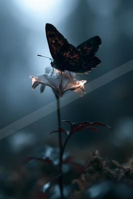 A moody nature scene of flowers.