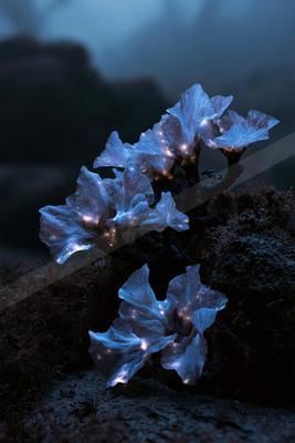 A night nature scene of flowers.