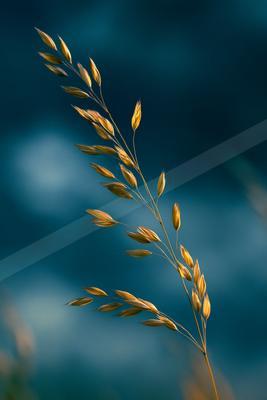 A black-toned moody photograph of ear, corn, hay.