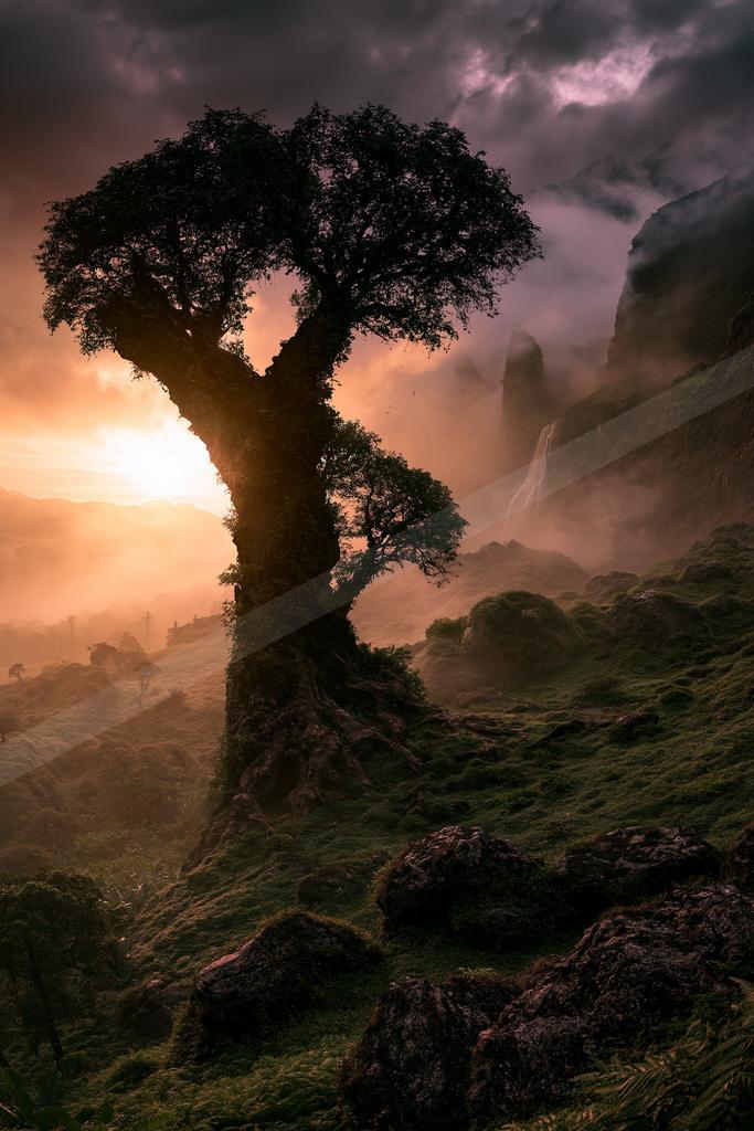 A golden hour nature scene of trees, forest.