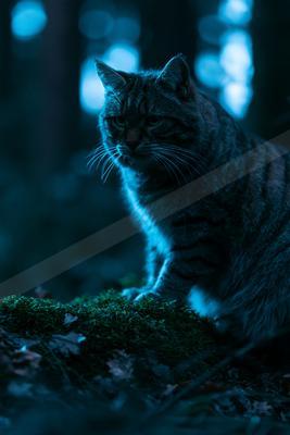 A night wildlife photo of house cat, big cat.