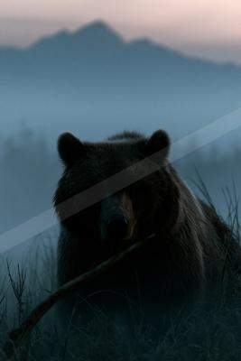 A night wildlife photo of wildlife.